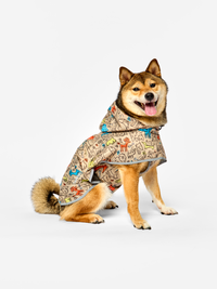 Dog Accessories